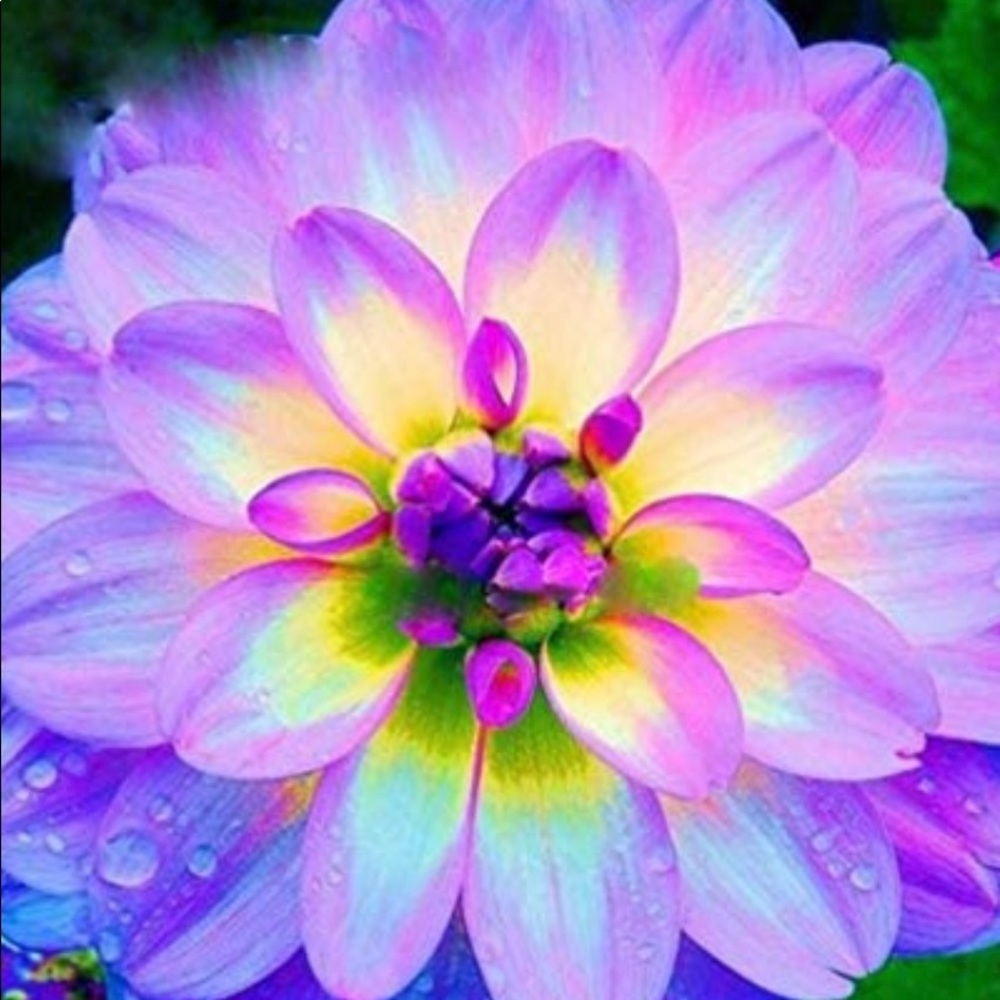 Meet your Posher, Elizabeth